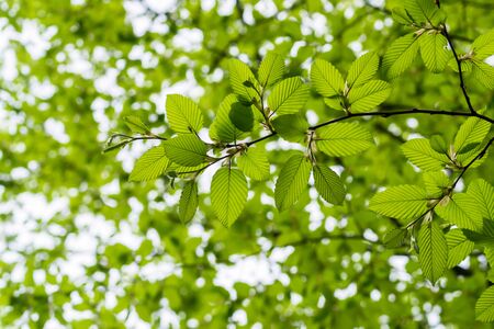 Green leaves on a branch. The nature of Transcarpathia. Spring trees in the forest. Leaf tree branch...