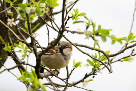 Sparrow on a tree branch. Spring. A cute bird is looking directly at the camera. Animals of Ukraine. Green leaves and gray sky in the background. Buds bloom on the tree. Calm and positive photoの写真素材