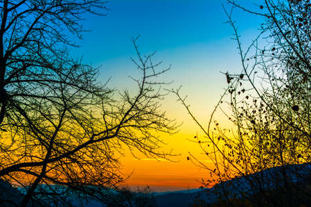A very beautiful sunset. Blue and orange colors. Branches of a tree against the sky. Saturated color. Psilocybin. The look of a man who has perverted psilocybin mushrooms. Psilocybe semilanceataの写真素材