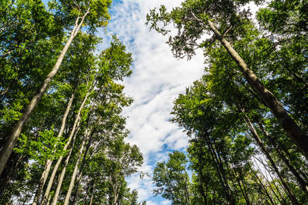 Forest. Coniferous and deciduous trees. Nature and landscapes of the Carpathians. The mountains....