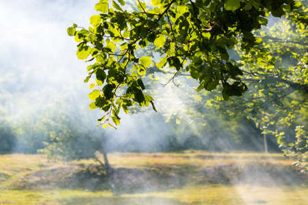 Rays of light shine through the branches of a leafy tree. Smoke from the fire rises upward. Summer outdoor recreation. Tourism and calm atmosphere in the Carpathians. Green colorの写真素材
