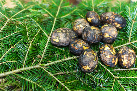 Cooking potatoes and kebabs over the fire. Baked black potatoes on green needles. Branches of fir...