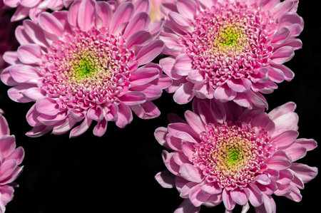 Chrysanthemum flower on a black background. Pink, purple colors. Gardening and growing plants. Flower exhibition in Amsterdam. Background. Close-up. High quality photoの写真素材