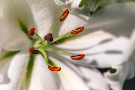 Lily flower. Stamens close-up. Rich colors. Gardening and growing plants. Flower exhibition in Amsterdam. Blurred background. High quality photoの写真素材