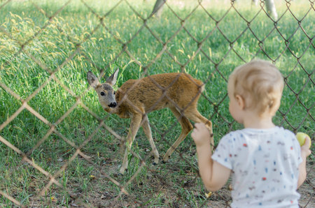 A child looks at a wild European roe deer in a zoo. Animals in their natural habitat or in captivity. Looking through a grate or fence. Outdoor recreation, walk.の写真素材