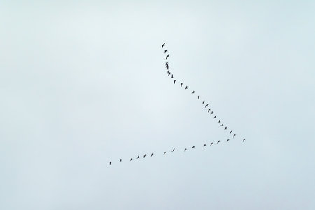 Flight, migration of a flock of birds against the background of a gray, blue sky. Geese, ducks or...