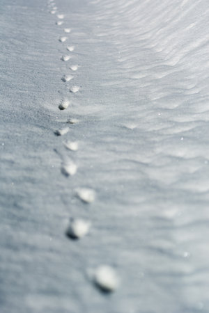 Trail, footprints in the snow in the forest. Winter background. Trail, traces of animal (maybe fox,...