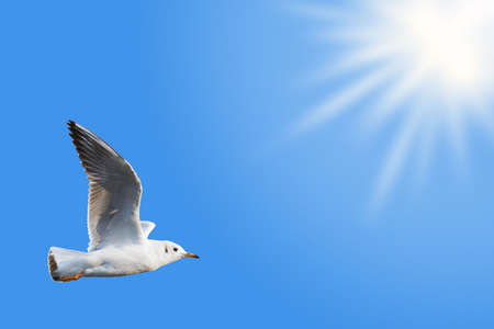 Seagull flies toward a bright yellow sunの写真素材