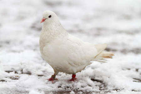 A white dove sits on the first snow in late autumnの写真素材