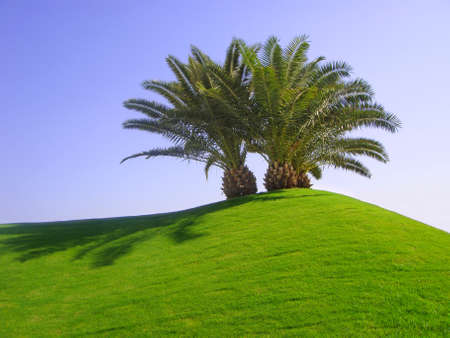 Group of palm trees on top of the hill covered by the green grass under blue skyの写真素材