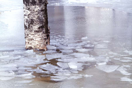 Birch trunk frozen into the ice in winter day
