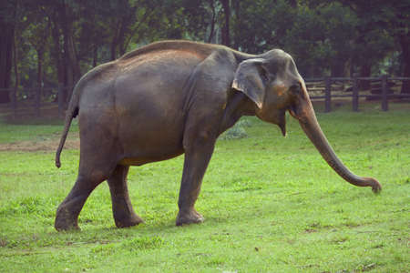 Indian elephant grazes on the green grass lawnの写真素材