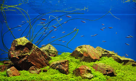 Freshwater aquarium with rocks, grass and fishes
