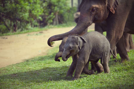 Elephant is trying to feed its childrenの写真素材
