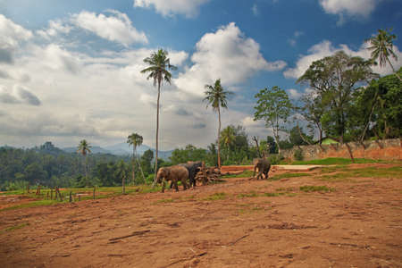 A small group of elephants walking on the trampled areaの写真素材