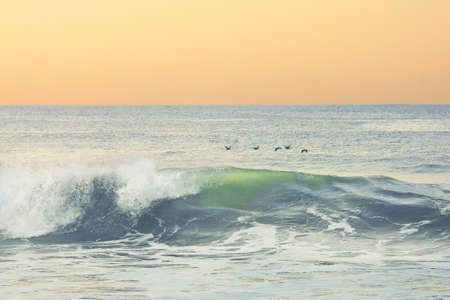 A flock of birds hovering above the waves