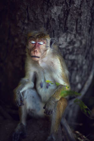 Toque macaque female napping leaning against the thick trunk