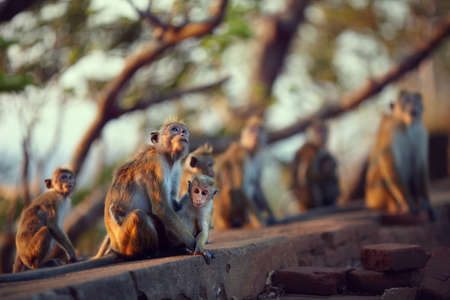 A group of macaques wary looks up, feeling danger