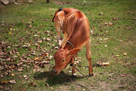 Red calf scratching its ear while standing at leavesの写真素材