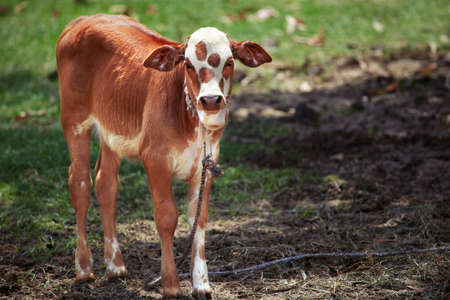Calf with red spots tied with ropeの写真素材