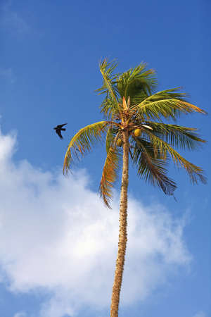 Silhouette of a crow with outstretched wings against the blue skyの写真素材