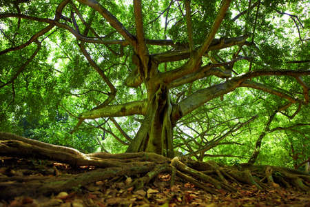 Sunlit trees in the Royal Botanic Gardens, near Kandy, Sri Lankaの写真素材