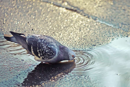 Sunny spring day. Wet asphalt glistens in the sun. Dove drinking from a puddleの写真素材