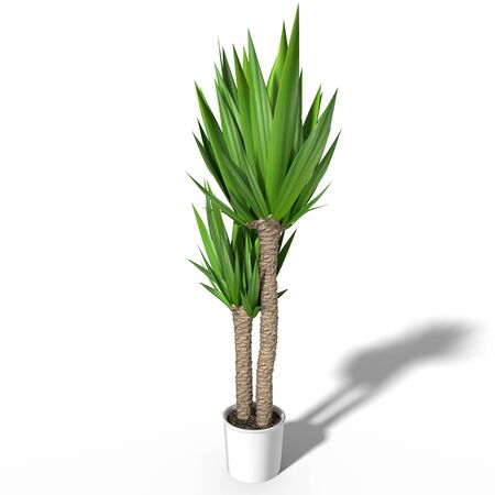 3d illustration of a house plantの写真素材