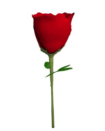 3d illustration of a roseの写真素材