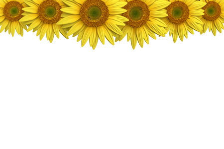 3d illustration of a sunflower borderの写真素材