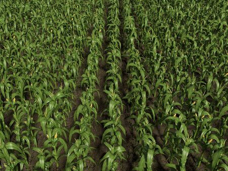 3d illustration of a cornfieldの写真素材