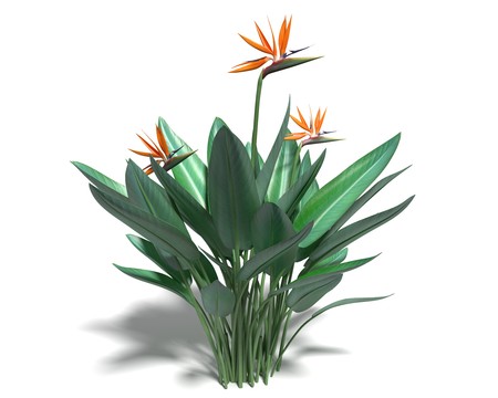 3d illustration of a bird of paradise plantの写真素材