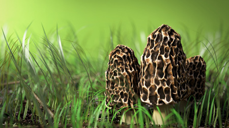 3d illustration of morel mushrooms