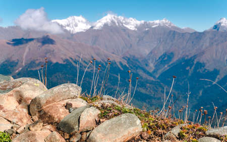 Spectacular view on Caucasus mountains. Plants and rocks in foreground and peaks covered with snow out of focus in backgroundの写真素材