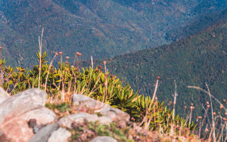 Close up of rhododendron growing along the slope in foreground with mountains covered with forests in backgroundの写真素材