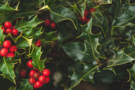Lush green leaves of holly with red berries and big spider webの写真素材