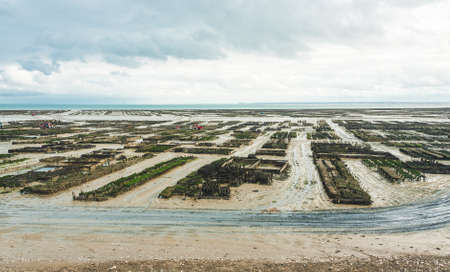 Harvesting oysters at farm in Cancale, Brittany, Franceの写真素材