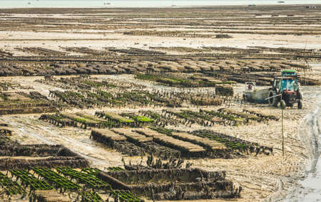 Harvesting oysters on farm at low tide in Cancale, Brittany, Franceの写真素材