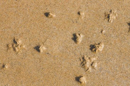 Numerous sand swirls on sea shore made by sandworms. While burrowing they produce coiled castings visible at low tideの写真素材