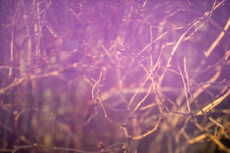 Blurry nature background with naked branches and purple light leaks in free lensing technique....