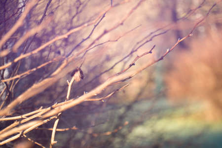 Blurry background of autumn naked branches and dry leaves  in free lensing (lens whacking) technique. Shallow depth of field. For wallpaper, backgroundの写真素材
