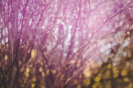 Blurry abstract nature background with sun flares through bare tree branches made in free lensing...