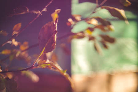 Blurry background with autumn leaves on branches made in free lensing (lens whacking) technique. Shallow depth of field. For wallpaper, backgroundの写真素材