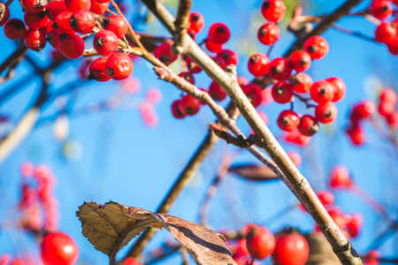 Red rowan berry bunches and brown leaf against blue sky in autumn. For wallpaper, backgroundの写真素材
