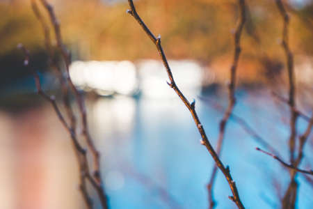 Blurry nature background with naked branches in free lensing (lens whacking) technique. Shallow depth of field. For wallpaper, backgroundの写真素材