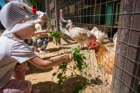 MOSCOW - JULY 2, 2018: Little girls feeding fresh grass to domestic hens and turkeys in coop learning about farm animals and ecologyのeditorial素材