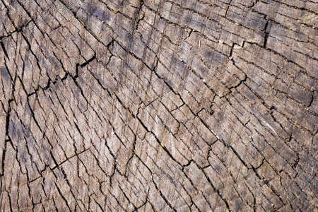 Details of pattern cracks on aged weathered wooden stump. Abstract natural texture background