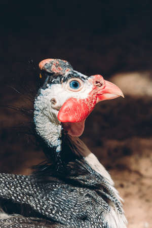 Close up portrait of curious helmeted guinea-fowl with spotted black white feathers, big blue eyes and red beakの写真素材