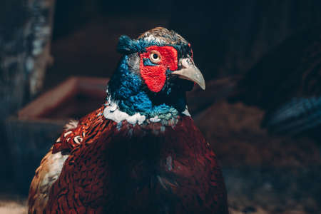 Close up portrait of beautiful colorful pheasant with bright red and blue feathers looking into...