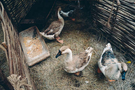 Flock of brown swan geese, Anser Cygnoides, with black beaks and orange feet behind wattle fencing